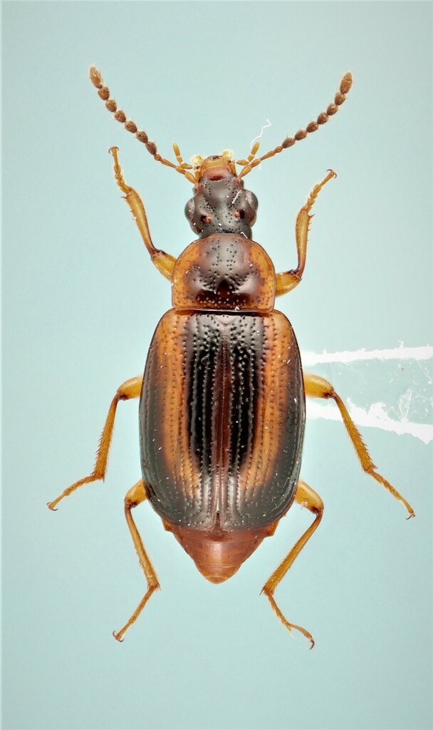 Trigonodemus striatus