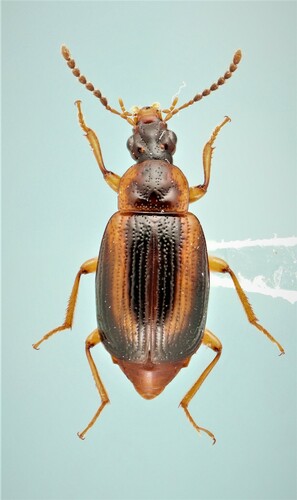 Trigonodemus striatus