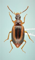 Trigonodemus striatus