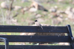 Pycnonotus xanthopygos