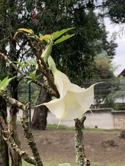 Brugmansia arborea