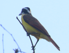 Pitangus sulphuratus