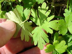 Geranium carolinianum