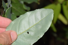 Cryptocarya alba