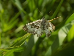 Epirrhoe rivata