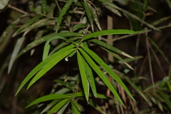 Podocarpus salignus