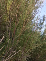 Tamarix