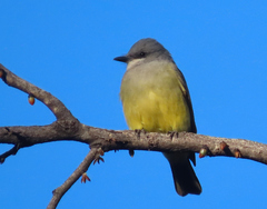Tyrannus vociferans
