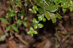 Rhaphithamnus spinosus