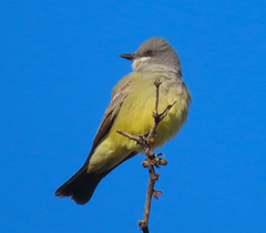 Tyrannus vociferans
