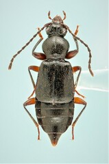 Geodromicus strictus