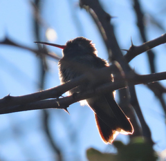 Trochilidae
