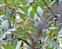 Peucedramus taeniatus
