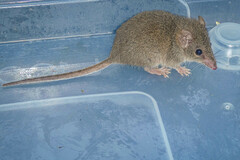 Antechinus agilis
