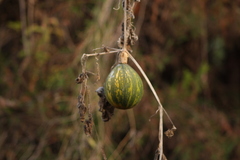 Cucurbita argyrosperma