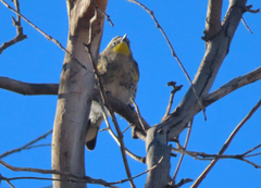 Setophaga coronata auduboni