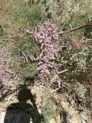 Tamarix chinensis