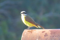 Pitangus sulphuratus