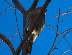 Setophaga coronata