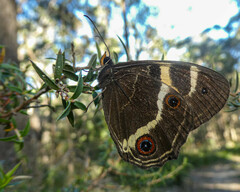 Tisiphone abeona albifascia