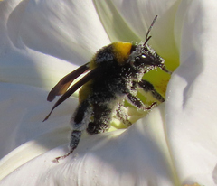 Bombus sonorus