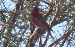 Haemorhous mexicanus