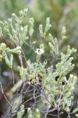 Gnidia oppositifolia