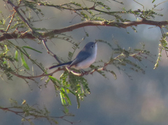 Polioptila caerulea