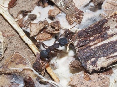 Cyphomyrmex rimosus
