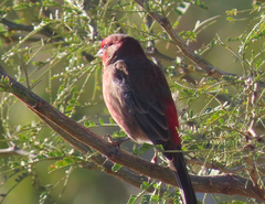 Haemorhous mexicanus
