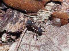 Cyphomyrmex rimosus