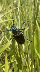 Pyrodes nitidus