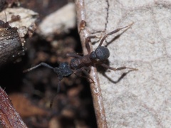 Cyphomyrmex rimosus