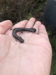 Batrachoseps attenuatus
