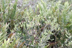 Gnidia oppositifolia