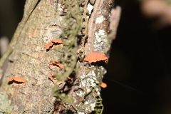 Anthracophyllum discolor