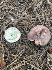 Lactarius vinosus