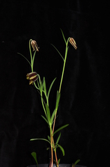 Fritillaria