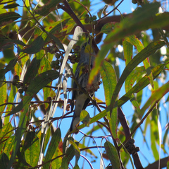 Setophaga coronata auduboni