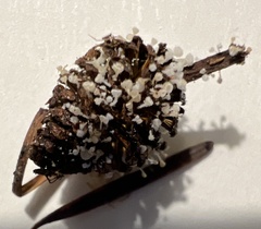 Ciboria amentacea