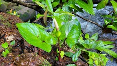 Xanthosoma conspurcatum