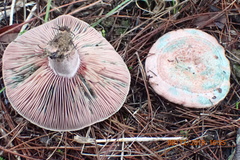 Lactarius vinosus