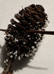 Ciboria amentacea
