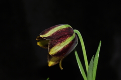 Fritillaria