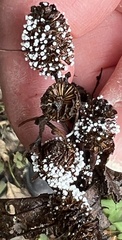 Ciboria amentacea