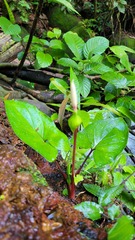 Xanthosoma conspurcatum
