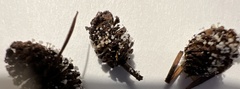 Ciboria amentacea