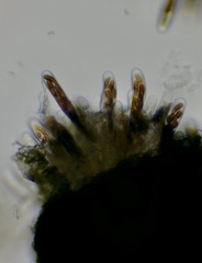 Splanchnonema platani