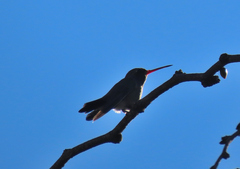 Cynanthus latirostris