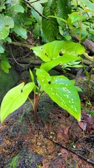 Xanthosoma conspurcatum
